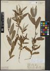 Foto von Salix alba L.